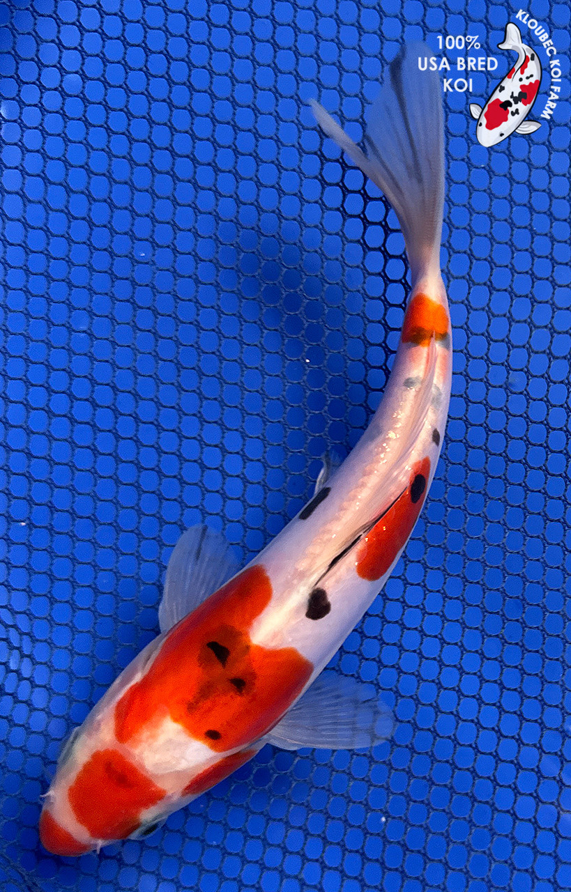 6.5