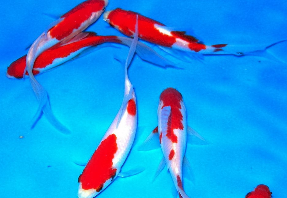 sarasa goldfish