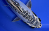 Ghost Koi: The Perfect Addition To Your Koi Collection
