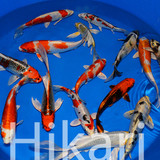 The Hikari Classes - vol. 1 The Hikari Classes - vol. 1