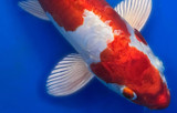 Kikusui Koi Fish: Japan's 'Floating Chrysanthemum' Gains Global Popularity