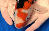 From Fingerling to Giant: Understanding Koi Fish Growth