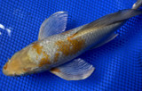 Ochiba Koi: The 'Fallen Leaf' Variety Sweeps Autumn-Themed Ponds