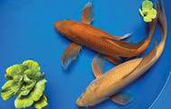 What to Know About Chagoi Koi Behavior?