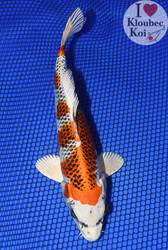 ​Kujaku Koi Variety