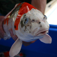 Kloubec Koi For Sale