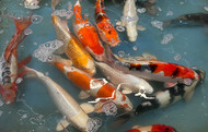 Understanding the Main Classes of Koi (Without Getting Overwhelmed)
