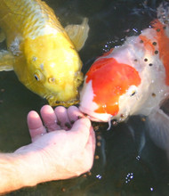 What Do Koi Fish Eat?