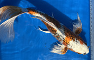 How Longfin (Butterfly) Koi Are Judged | Finnage, Balance & Standards