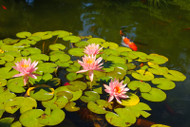 Koi Pond Maintenance for Healthy Fish