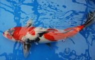 Why Are Some Koi Fish So Expensive?