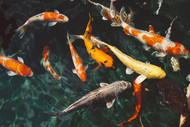 Koi Winter Care Guide - Winterize Your Koi Pond