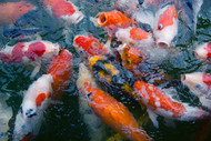 How Long Do Koi Fish Live?