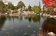 Effective Strategies to Protect Your Koi Fish From Predators