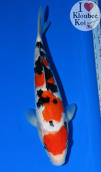 Sanke: The Tri-Colored Koi