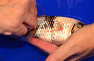 Top 5 Places to Perform Skin Scrapes on a Koi Fish