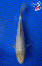鯉ザオ Taisho Sanke - koi #x1009a026 - Marudo Koi Farm