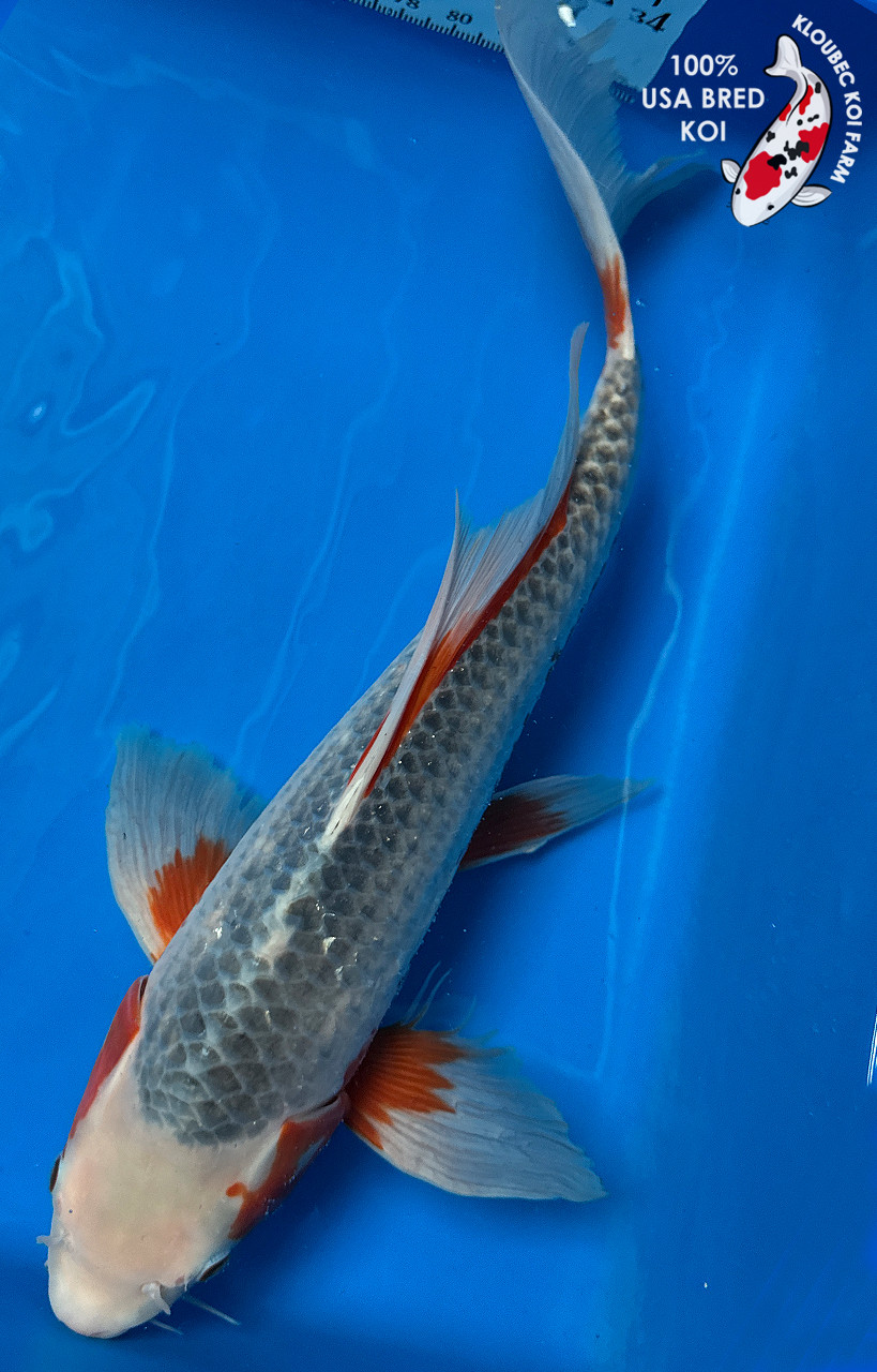 Koi Fish For Sale - Kloubec Koi Farm