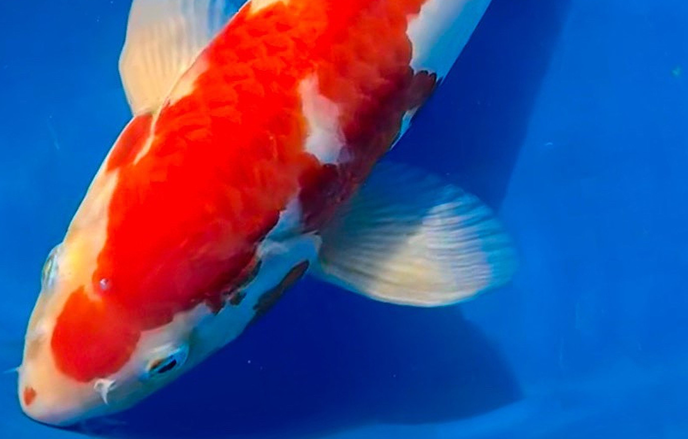 What Symbolism Lies Behind Koi Fish Color Meanings? - Kloubec Koi Farm ...