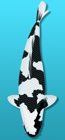 Shiro Bekko vs. Shiro Utsuri 5 Key Differences Between These Koi