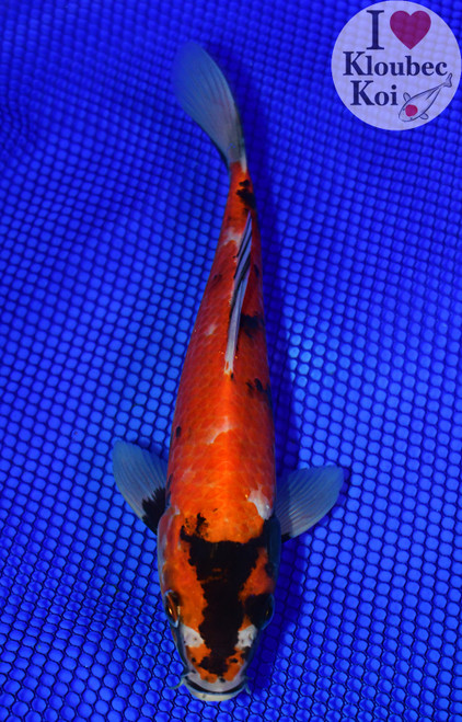 9" Showa Koi (#L6331X40)