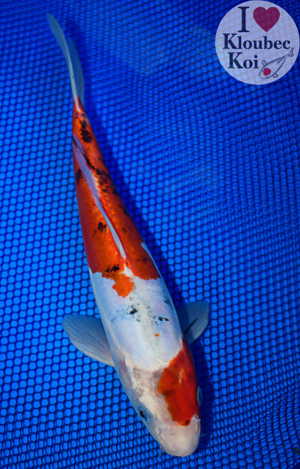 10" Doitsu Sanke Koi (#L7351X39)