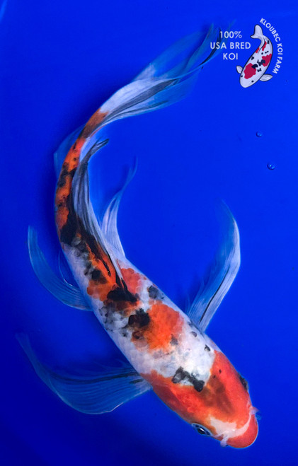 8" Sanke Butterfly Koi (#K422X70)