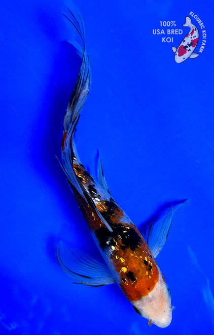 9" Gin Rin Sanke Butterfly Koi (#J5142X6)