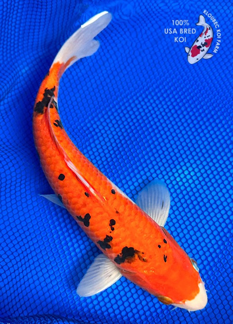 11.5" Aka Sanke Koi (#K7116X6)