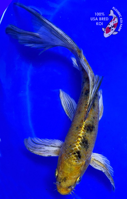 9" Ki Bekko Butterfly Koi (#J9203X13)