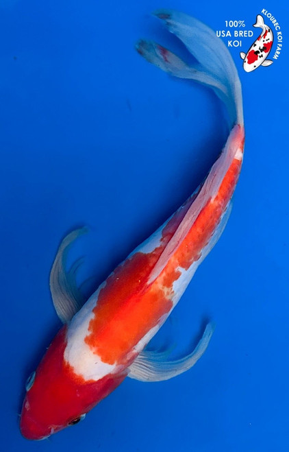 12" Doitsu Kohaku Butterfly Koi (#K12215S6)