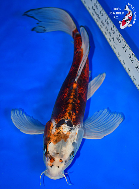 16" Doitsu Butterfly Koi  (#L9104U6)