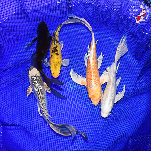(5) 8-10" Butterfly Koi Pond Pack (#L9372X24)