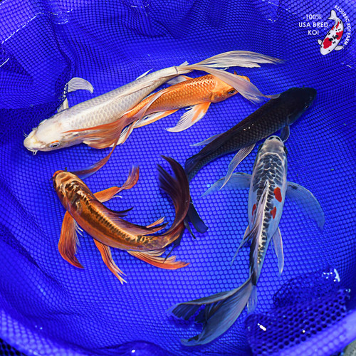 (5) 10-12" Butterfly Koi Pond Pack (#L9416X29)