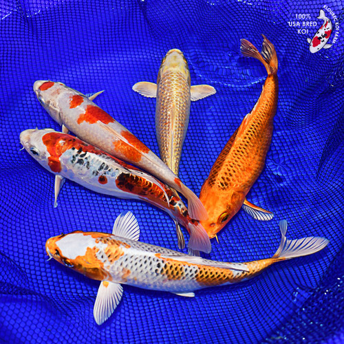 (5) 10" Koi Pond Pack (#L9438X30)