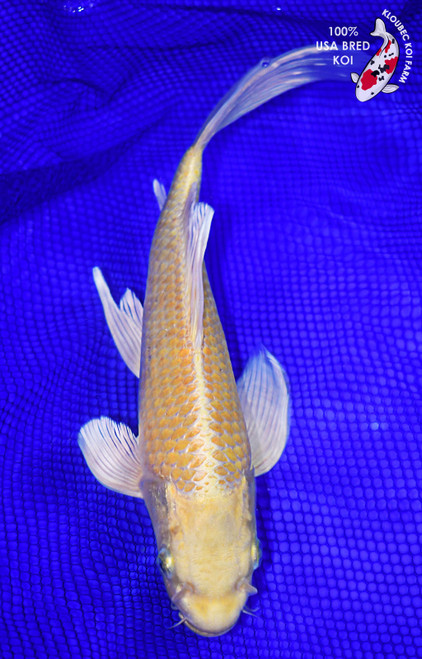 12.5" Yamabuki Butterfly Koi (#L9462X34)