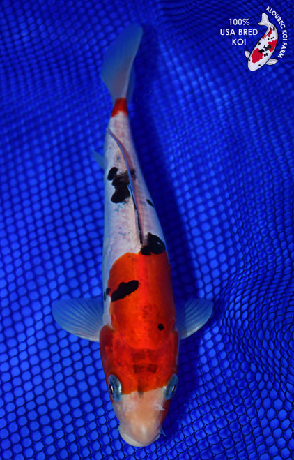 7" Doitsu Sanke Koi (#L9648P12)