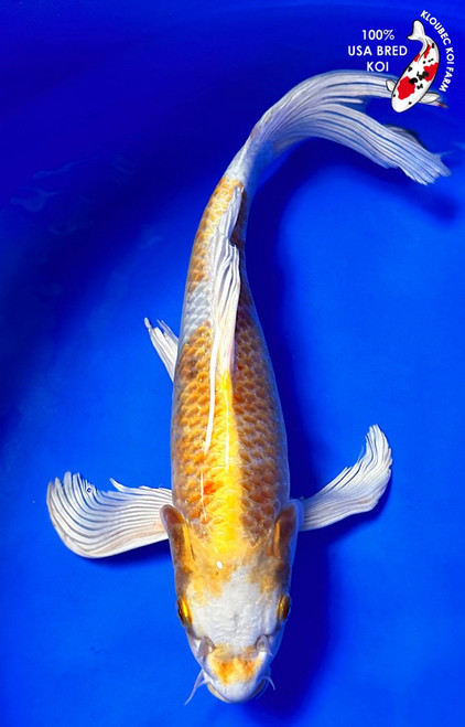 13" Yamabuki Hariwake Butterfly Koi (#K2281P1)