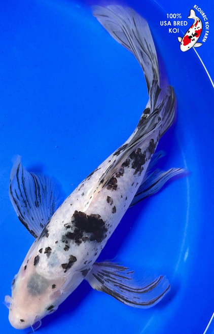 12" Shiro Bekko Butterfly Koi (#K22835P2)