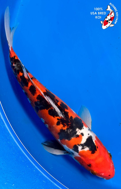 13" Doitsu Sanke Koi (#K22932P4)