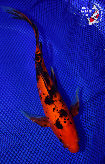 10" Aka Bekko Butterfly Koi (#L9789P12)