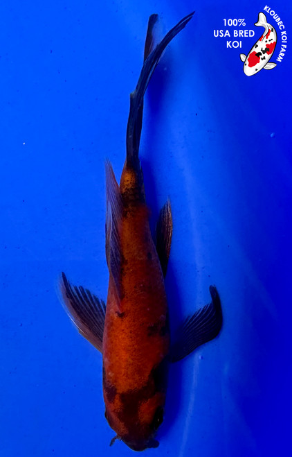 5" Hi Utsuri Butterfly Koi (#J31322P7)