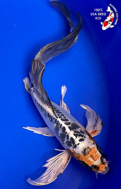 9.5" Doitsu Kujaku Butterfly Koi (#K1189S6)