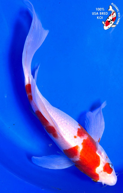 10.5" Kohaku Butterfly Koi (#K3188P1)