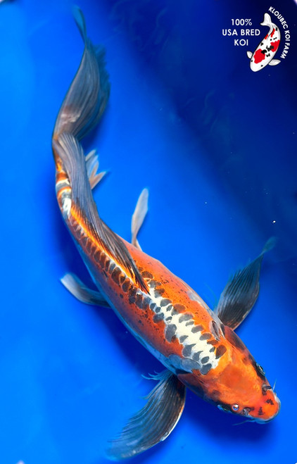 18" Kinsui Butterfly Koi (#K3196S1)