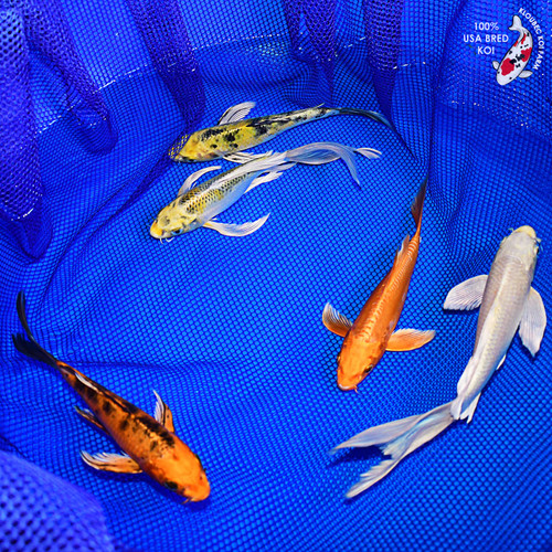 (5) 8-10" Butterfly Koi Pond Pack (#L0176X45)