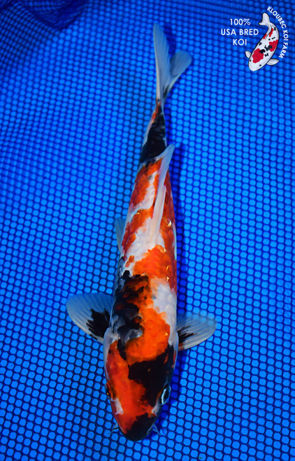 10" Showa Koi (#L0269P3)