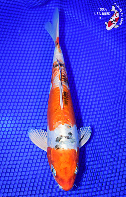 8.5" Doitsu Yamato Nishiki Koi (#L0381P8)