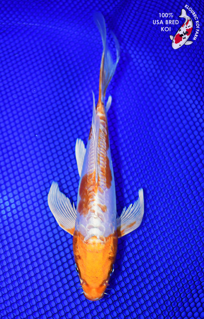 9" Doitsu Hariwake Butterfly Koi (#L0392P8)