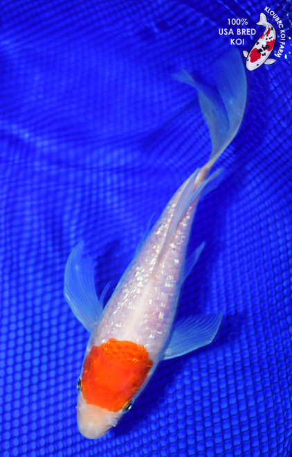 8" Gin Rin Kohaku Butterfly Koi (#L0425P9)